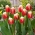 Tulipán - Roman Empire - 5 květinových cibulek