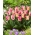 Tulipán - Yasmine - 5 květinových cibulek