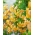 Martagon lilija "Lilium Martagon - Guinea Gold"
