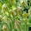 Hermon Fritillaria - Fritillaria hermonis ssp. amana - GIGA Pack! - 250 pcs