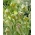 Hermon Fritillaria - Fritillaria hermonis ssp. amana - Giga csomag - 250 db