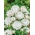 Darželinis šlamutis - baltas - 1250 sėklos - Xerochrysum bracteatum