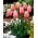 Tulipa Menton - pacote de 5 peças