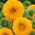 Biji bunga matahari Hiasan - Helianthus annuus - 80 biji - benih