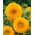 Semințe de floarea-soarelui ornamentale - Helianthus annuus - 80 de semințe
