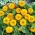 Джуджеви двойни слънчогледови семена - Helianthus annuus fl. пл. - 90 семена