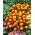 Tagetes patula - Orange Flame - 350 sementes - Tagetes patula L.
