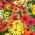 Coneflower 혼합 씨앗 - Echinacea - 200 종자 - Echinacea purpurea