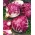 Chicory Palla Rossa 3 frön - Cichorium intybus - 360 frön - Cichorium intybus var. Foliosum