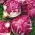 Chicory Palla Rossa 3 frön - Cichorium intybus - 360 frön - Cichorium intybus var. Foliosum