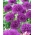 Dekoratiivne sibul Purple Sensation - suur pakk! - 30 tk - 