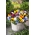 Μεγάλη ανθοδέσμη κήπου - μίγμα ποικιλιών - 600 σπόροι - Viola x wittrockiana 