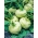 コールラビ、ドイツのカブ「ホワイトウィーン」 -  260種子 - Brassica oleracea var. Gongylodes L. - シーズ