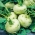 Кольрабі, німецька ріпа "Біла Відень" - 260 насінь - Brassica oleracea var. Gongylodes L. - насіння