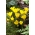 Sternbergia - Sternbergia - čebulica / gomolj / korenina - Sternbergia lutea