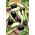Lilek, lilek - odrůdový mix - 110 semen - Solanum melongena - semena
