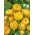 Zlatý věčný, Strawflower - 1250 semen - Xerochrysum bracteatum - semena