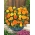 꽃이 만발한 멕시코 금잔화 "Mona"-다양한 믹스; 아즈텍 마리 골드 - 