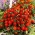 Madal peiulill 'Red Cherry' (Tagetes patula)