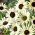 Saulespuķes gurķlapu 'Italian White' - sēklas (Helianthus debilis)