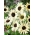 Saulespuķes gurķlapu 'Italian White' - sēklas (Helianthus debilis)