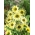 Cucumberleaf sunflower 'Italian Green Heart' - seeds (Helianthus debilis)