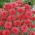 Cornflower - red - seeds (Centaurea cyanus)
