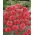 Aciano - rojo - semillas (Centaurea cyanus)