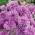 Ruiskaunokki - violetti - siemenet (Centaurea cyanus)