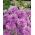 Rudzupuķe - violeta - sēklas (Centaurea cyanus)