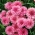 Rudzupuķe - rozā - sēklas (Centaurea cyanus)