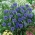 Nevädza poľná - modrá - trpasličia odroda - semienka (Centaurea cyanus)
