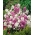 Juliana - cores misturadas - sementes (Hesperis matronalis)