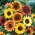 Okrasná slunečnice - Autumn beauty - Helianthus annuus
