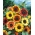 Ziersonnenblume - Autumn beauty - Helianthus annuus
