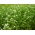 Trigo sarraceno 'Korona' - 1kg semillas (Fagopyrum esculentum Moench)
