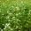 Grano saraceno 'Korona' - 1kg semi (Fagopyrum esculentum Moench)