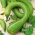 Muskaatkõrvits 'Tromboncino D'Albenga' - seemned (Cucurbita moschata)