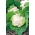 Couve-flor 'Igloo' - branca, precoce - sementes (Brassica oleracea)