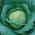 Couve Lombarda 'Blistra F1' - sementes (Brassica oleracea)