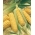 Milho doce - Golden Dwarf - 120 sementes - Zea mays convar. saccharata var. Rugosa