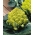 Blomkål - Romanesco Natalino - 270 frön - Brassica oleracea L. var.botrytis L.