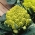 Cavolfiore - Romanesco Natalino - 270 semi - Brassica oleracea L. var.botrytis L.