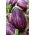 Aubergine, cà tím "Tsakoniki" - giống màu trắng tím - 220 hạt - Solanum melongena