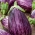 Aubergine 'Tsakoniki' - weiß-violett; Eierfrucht