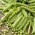 אפונה "פלא של קלוודון" - עם זרעים מקומטים - Pisum sativum