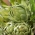 Σπόροι αγκινάρας Green Globe - Cynara scolymus - 23 σπόροι
