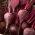 Beterraba 'Okragly Ciemnoczerwony' - 500g sementes (Beta vulgaris)