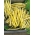 גמד צרפתי שעועית "Teepee הזהב" - בינוני מוקדם - 120 זרעים - Phaseolus vulgaris L.