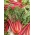 Red chard "Rhubarb" - 225 biji - Beta vulgaris var. cicla. 